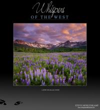 LUPINE ON DALLAS DIVIDE